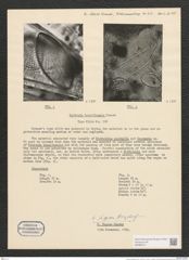 Navicula brasiliensis Grun. (de-Toni-Nr.: Genus 1, Species 135) Zeichnungen Sammlung Grunow (NHMW-BOT-W0366721)